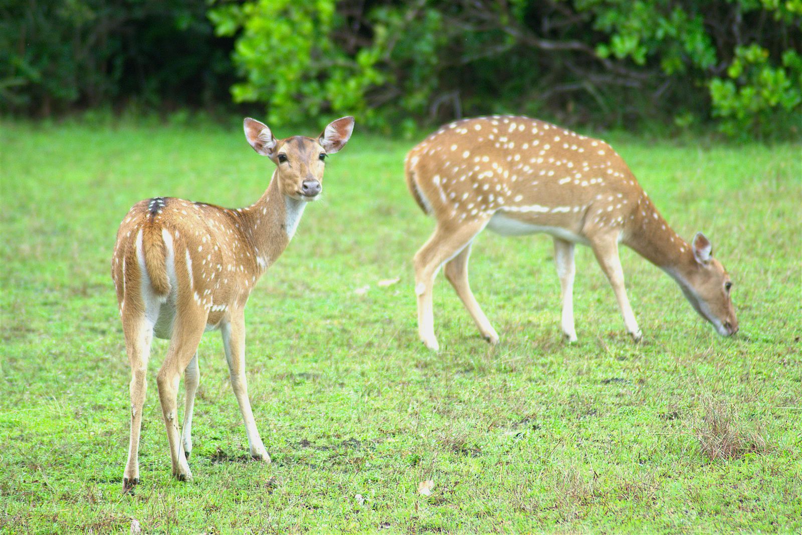 Deer in Wilpattu National Park